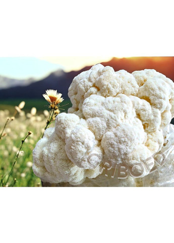 Їжовик гребінчастий "ЗОЛОТА ЛІНІЯ" - 150 грам. МАКСИМАЛЬНИЙ ЕФЕКТ! Висушений та перемелений. GRIBOED Їжовик у порошку (371764003)