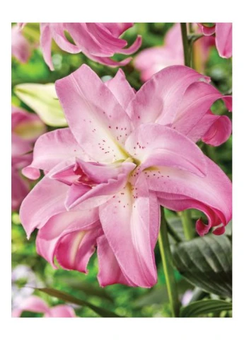 Лилия Lotus Queen (НЕТ) No Brand (364535496)