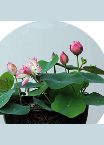 Лотос насіння для вирощування 1шт. No Brand (304401616)