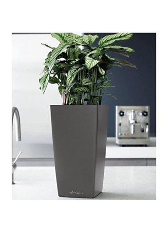 Спрей для листьев 0,3л 4025 Compo (316613677)