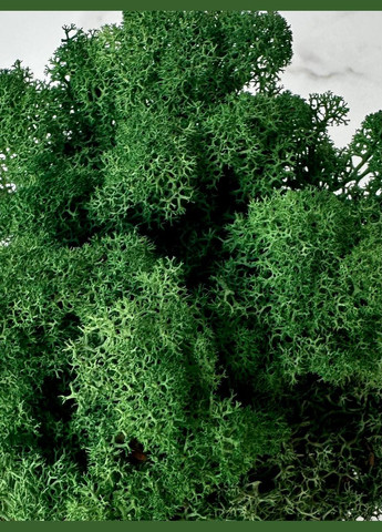 Стабілізований Норвезький Мох (Ягель) 500 г – Grass Green No Brand (302520157)