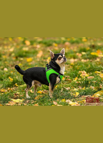 Шлей из сетчатого нейлона, с пластиковой пряжкой и светоотражающими элементами XS 255-280 мм. Kareline (339074834)