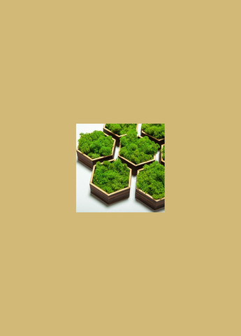 Стабілізований мох ягель Зелений трав'яний світлий 100 грам Nordic moss (276401042)