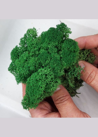 Очищенный стабилизированный мох ягель Зеленый травяной темный 50 грамм Nordic moss (276401060)