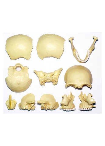 Об'ємна модель Череп людини, 17 деталей () 4D Master FM-626111 (328399277)