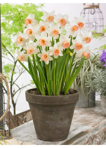 Нарцисс lwona (2 шт.) в упаковке) No Brand (365250856)