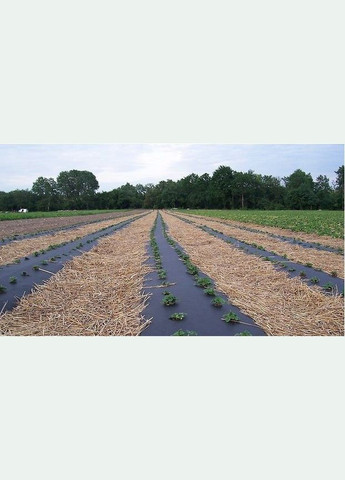 Агроволокно П-90 (1,05*50м) - черный /// GARDEN FLORA (Польша) No Brand (335406534)