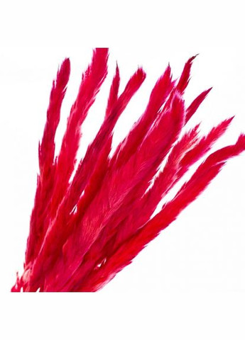 Пампасна трава Малинова, стабілізована (8213-037) ELISEY Стабілізовані квіти (324795063)