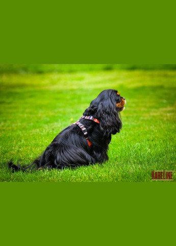 Шлей из нейлона с узором "LINE", логотипом и пластиковой пряжкой 20 мм А:420-520 мм, В:500-630 мм Kareline (339075561)