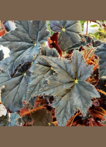 Листова декоративна бегонія Клеопатра (Лат. Begonia cleopatra) No Brand (322930381)