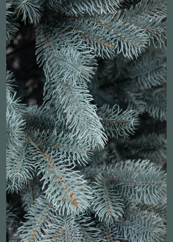 Ялинка штучна 1.8 м Говерла блакитна LUGI (308281551)