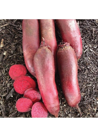 Насіння буряка Таунус F1 Bejo Zaden (333035977)