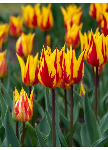 Тюльпан Firework (2 шт.) в упаковке) No Brand (364535443)