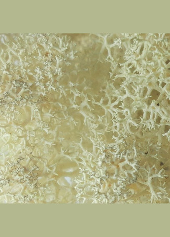 Стабилизированный мох ягель Натуральный белый 3 кг Nordic moss (278652093)