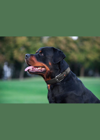 Нашийник для собак шкіряний Glamour без прикрас Ш 25 мм Д 38-49 см Чорний WAUDOG (332879838)