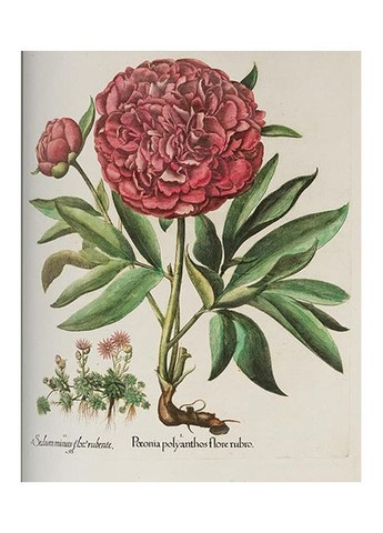 Книга Basilius Besler. The Garden at Eichstatt (в 3-х томах) (9783836547161) Taschen (364654232)