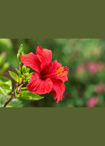 Матча Гібіскус (Маття) TM TeaStar 25 грам (R-14622-VS) Tea Star (303348931)