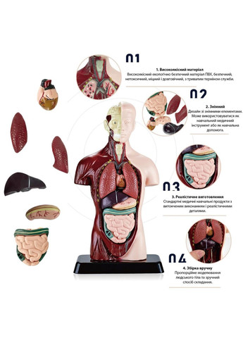 Учебная анатомическая модель человека – реалистичный 3D-макет органов, 15 съемных частей No Brand (366303936)