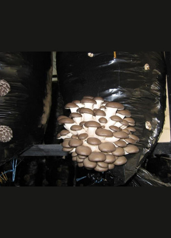 Зарощенный грибной блок вешенки К-17, готовый к плодоношению. Насіння країни (299897866)