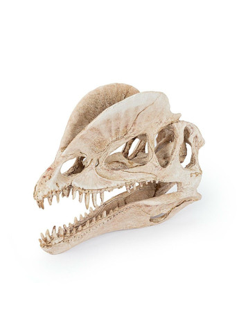 Декор – Череп динозавра, 19см Happet (360245515)
