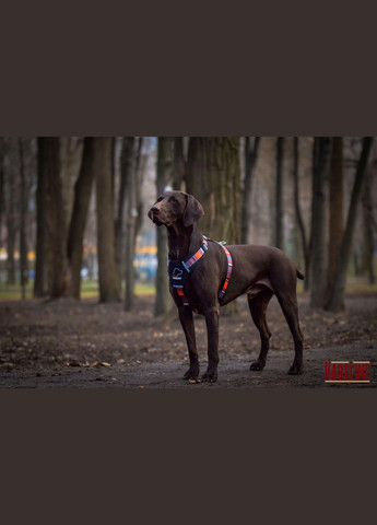 Шлей из нейлона с узором "LINE", логотипом и пластиковой пряжкой 25 мм А:500-640 мм, В:660-900 мм Kareline (339075259)