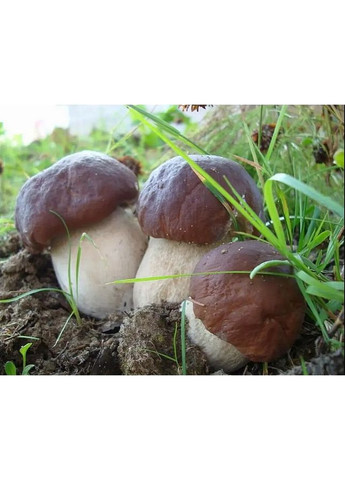 Живий зерновий міцелій білий гриб боровик — 100 г Насіння країни (332988968)