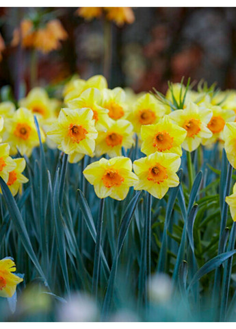 Нарцисс Bright Jewel (2 шт. в упаковке) No Brand (364535939)