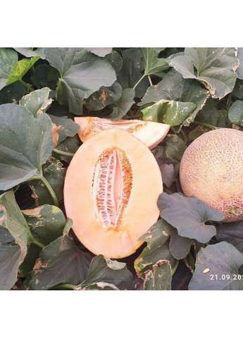 Насіння дині Кар'єра F3 Nunhems (329432005)