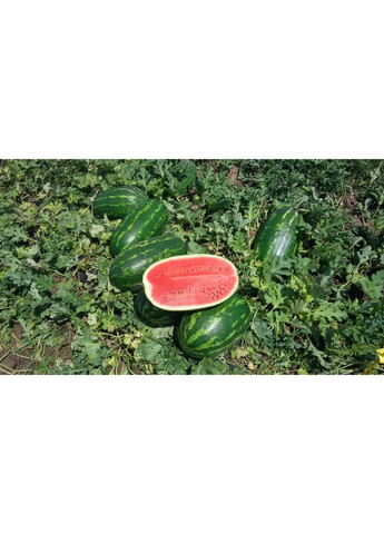 Насіння кавуна Турбо 840 F1 Nunhems (329432061)