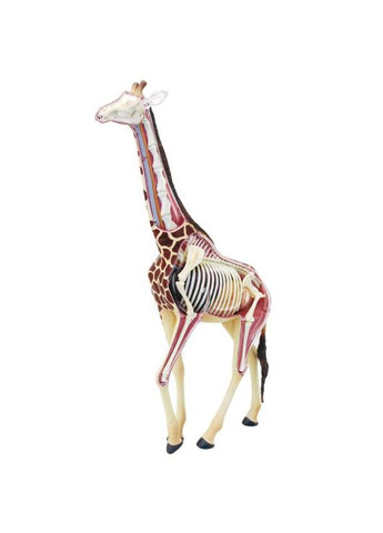 Объемная анатомическая модель Жираф, 27 деталей () 4D Master FM-622011 (328401897)