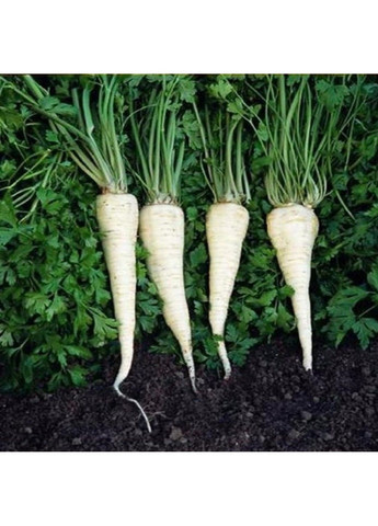 Семена петрушка корневая Игл Bejo Zaden (333339628)