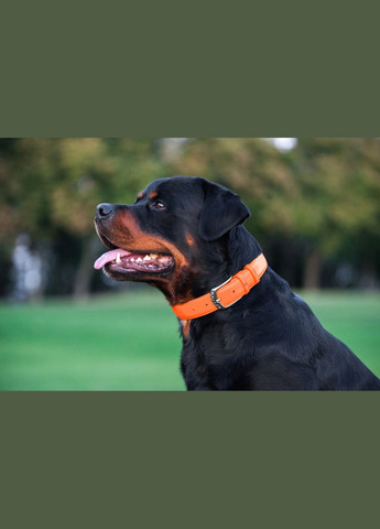 Нашийник для собак шкіряний Glamour без прикрас Ш 25 мм Д 38-49 см Жовтогарячий WAUDOG (279569783)