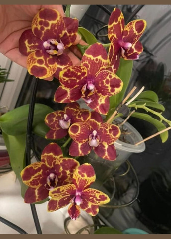 Орхидея подросток Phal N1202/9975 Green World 'Saneskin',1.7 (мох) ODA (315635049)