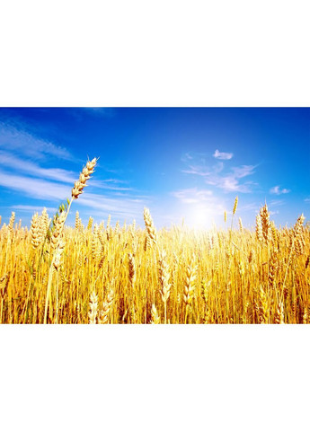 Календарь настенный квартальный на 2026 год Природа Украины / Пшеница Apriori (368561373)