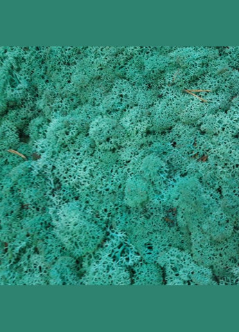 Стабілізований мох ягель Смарагдовий 0,5 кг Nordic moss (276401111)