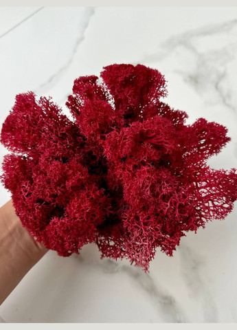 Стабілізований Норвезький Мох (Ягель) 500 р. – Red No Brand (302520151)