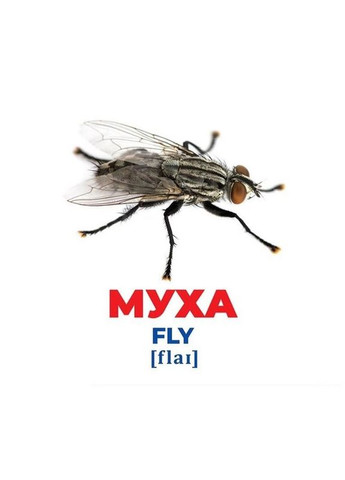 Набір розвиваючих карток Геній з пелюшок "Комахи" Ранок 10107199, 17 карток No Brand (330607461)