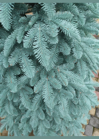 Елка литая "Канадская" - 230 см No Brand (307827435)