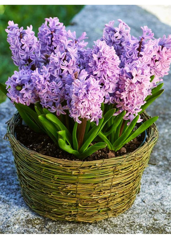 Гиацинт Splendid Cornelia (2 шт.) в упаковке) No Brand (365806758)