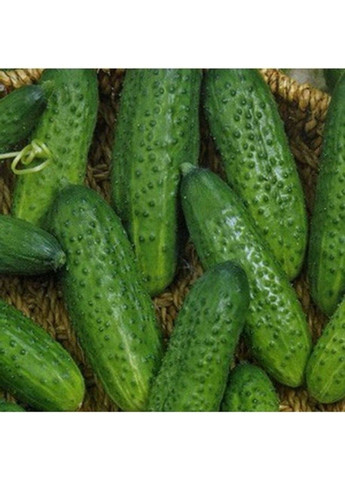 Семена огурца Атлантис F1 Bejo Zaden (333036047)