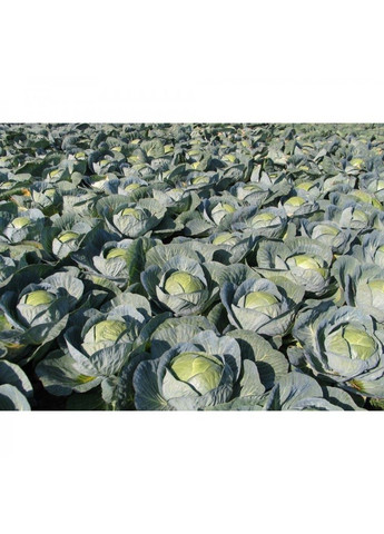 Семена капуста белокочанная Центурион Clause (333036089)