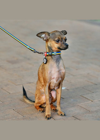 Нашийник для собак нейлоновий Nylon з QR паспортом, малюнок "Colors of freedom", пластиковий фастекс,, Ш 10 мм, Дов 20-30 см WAUDOG (325479166)