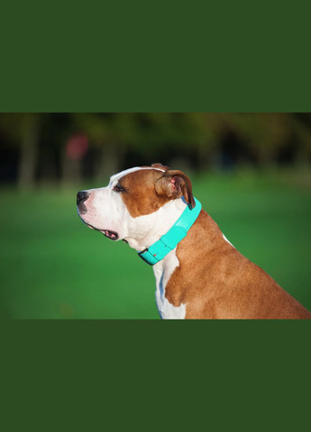 Ошейник для собак кожаный Glamour с QR паспортом, без украшений, L, Ш 25 мм, Дл 38-49 см ментоловый WAUDOG (332879833)