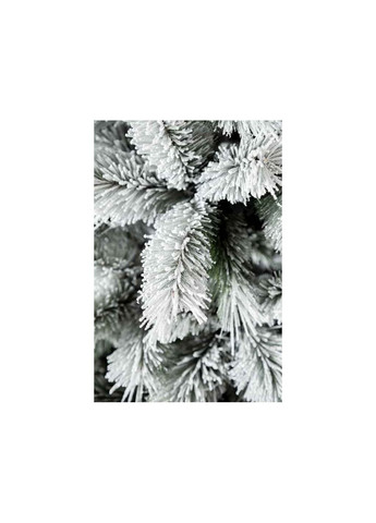 Сосна 1,8м Канадская Коломия (359434457)