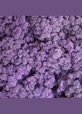 Стабілізований мох ягель Еріка 100 грам Nordic moss (276401072)