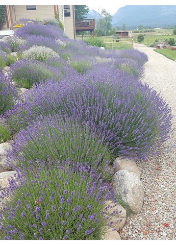 Мраморная крошка Карпаты Желтая 15 кг (10-20 мм) No nonsense (356104168)