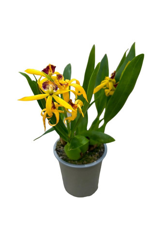 Орхідея Енциклія Prosthechea (Encyclia) cochleata var. perfumed cochleata ODA (315635053)