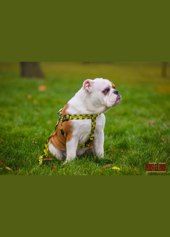 Шлей из нейлона с узором "WARNING" и пластиковой пряжкой 25 мм А:500-680 мм, В:500-720 мм Kareline (339075418)