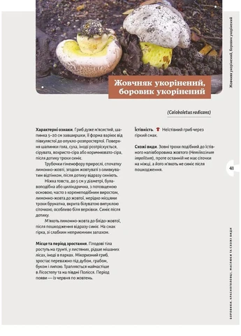 Як і де збирати гриби No Brand (393940921)