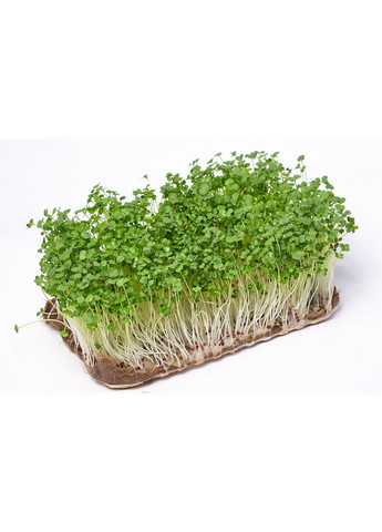 Семена микрозелени Green Chief Капуста “Витаминка” Зелений Шеф (298051361)